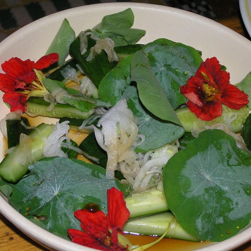 Indian Cress (Monk's Cress) Seeds – Edible