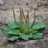 Breitwegerich Samen (Plantago major) | 1,95 €