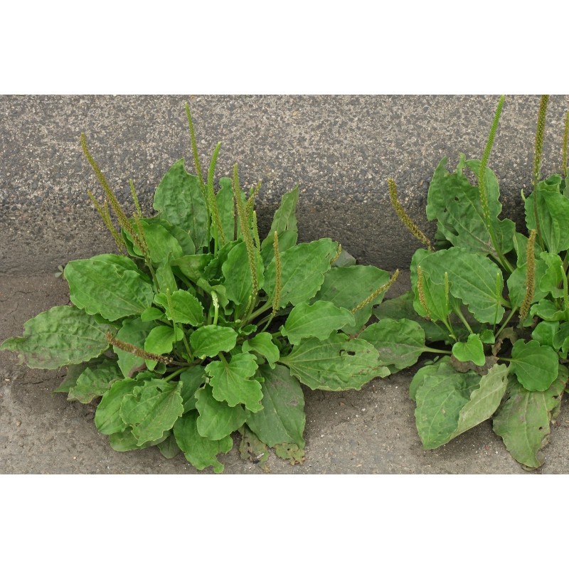 Breitwegerich Samen (Plantago major) | 1,95 €