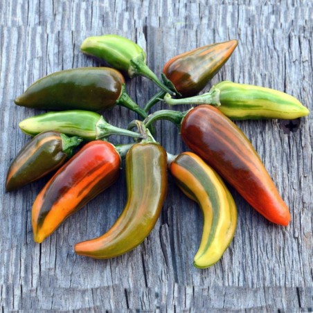 Price: €2.049999 - Graines de Piment Poisson - Fish - Seeds Gallery