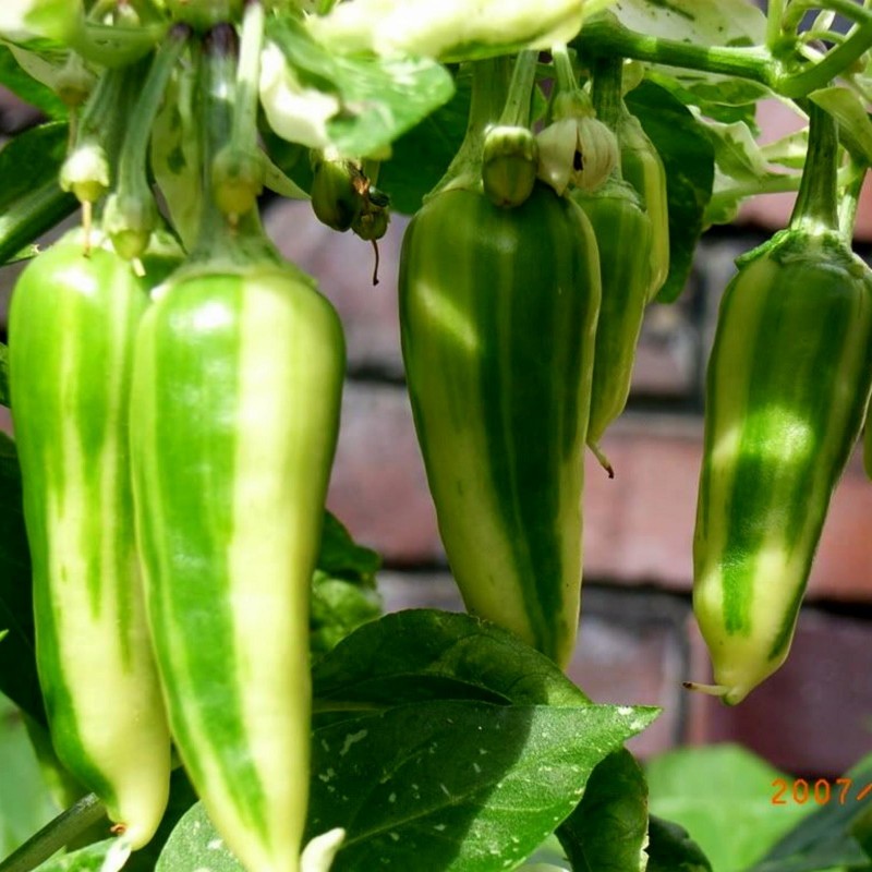 Price: €2.049999 - FISH Hot Chilli Pepper Seeds - Seeds Gallery