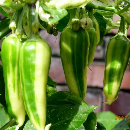 Price: €2.049999 - Graines de Piment Poisson - Fish - Seeds Gallery