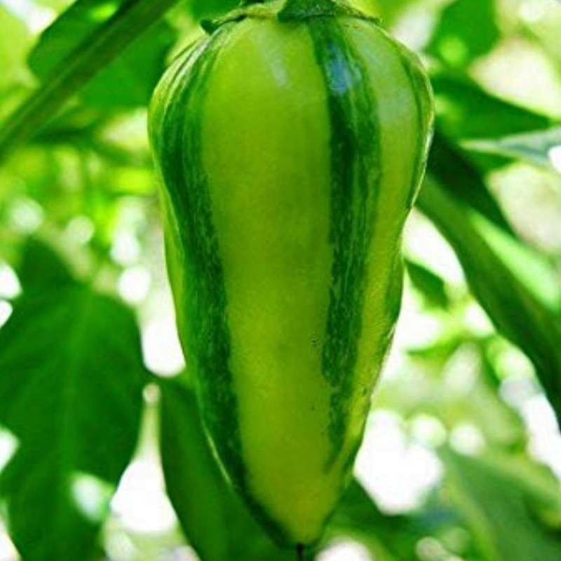 Price: €2.049999 - FISH Hot Chilli Pepper Seeds - Seeds Gallery