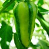 Price: €2.049999 - Graines de Piment Poisson - Fish - Seeds Gallery