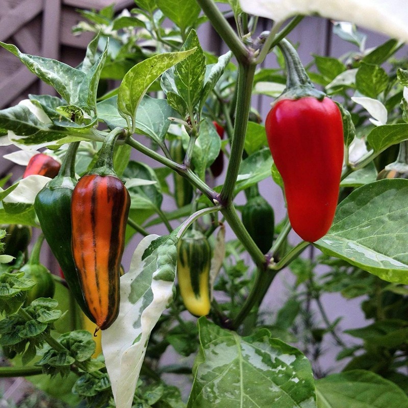 Price: €2.049999 - FISH Hot Chilli Pepper Seeds - Seeds Gallery