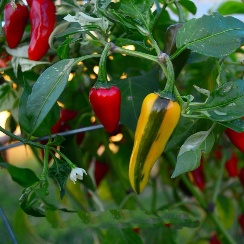 Price: €2.049999 - FISH Hot Chilli Pepper Seeds - Seeds Gallery