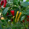 Price: €2.049999 - Semi di Peperoncino piccante Pesce - Fish - Seeds Gallery