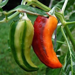 FISH Hot Chilli Pepper Seeds Seeds Gallery - 5