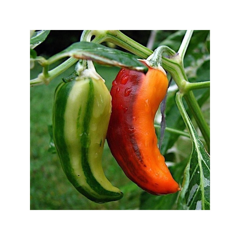 Price: €2.049999 - FISH Hot Chilli Pepper Seeds - Seeds Gallery