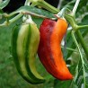 Price: €2.049999 - Graines de Piment Poisson - Fish - Seeds Gallery