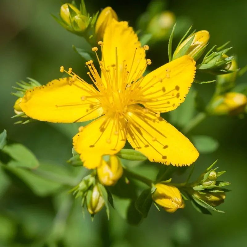 Echte Johanniskraut Samen (Hypericum perforatum)