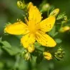 Semi di Iperico, Erba di san Giovanni (Hypericum perforatum)