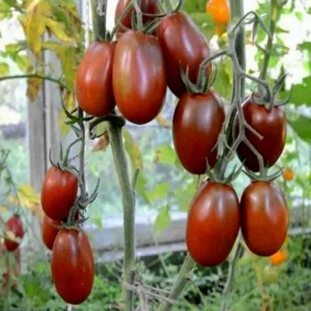 Graines de tomate Prune Noire - Black Plum