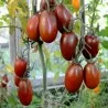 Graines de tomate Prune Noire - Black Plum