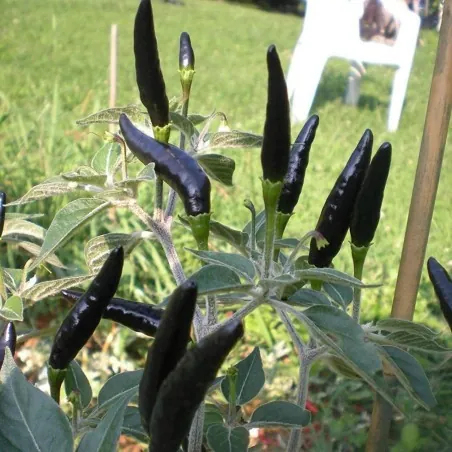 Sementes de Pimenta Black Cobra (C. annuum)