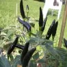 Sementes de Pimenta Black Cobra (C. annuum)