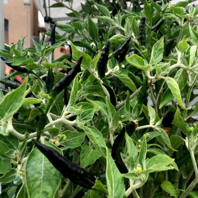 Semillas de Chile - Pimiento BLACK COBRA