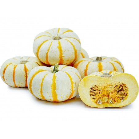 Price: €1.95 - Speise kürbis Samen LIL' PUMP-KE-MON (Mikrowellen kürbis) - Seeds Gallery