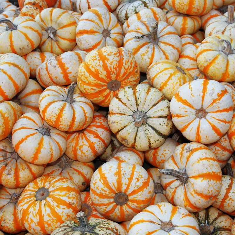 Price: €1.95 - Speise kürbis Samen LIL' PUMP-KE-MON (Mikrowellen kürbis) - Seeds Gallery