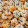 LIL' PUMP-KE-MON Pumpkin Seeds