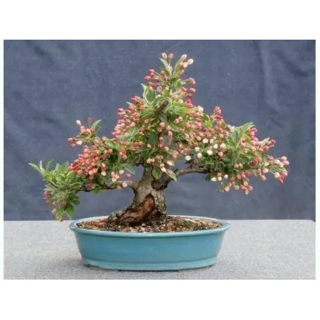 Sementes Maçã Sargent Caranguejo (Malus Sargentii)