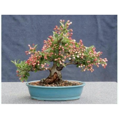 Price: €1.95 - Σπόροι Μήλο Καβούρι Sargent, η Malus sargentii -