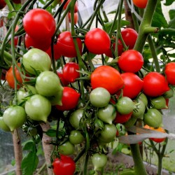 Price: €1.85 - Ντομάτα σπόρος GERANIUM KISS - Seeds Gallery