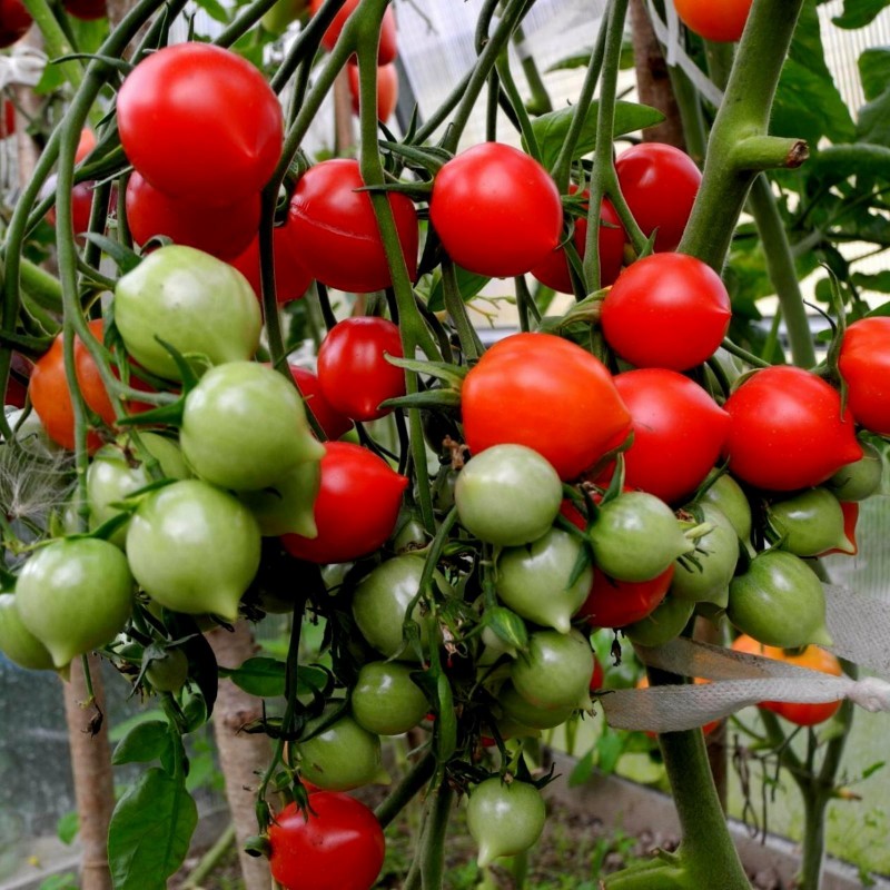 Semillas de tomate GERANIUM KISS Seeds Gallery - 4