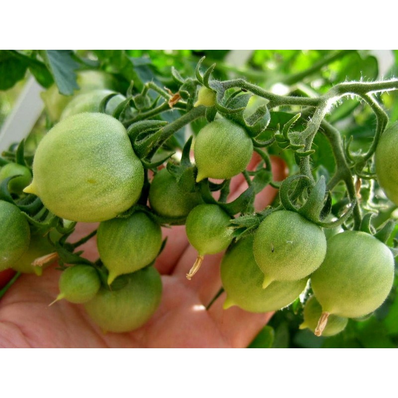 Price: €1.85 - Ντομάτα σπόρος GERANIUM KISS - Seeds Gallery
