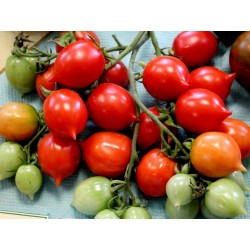 Semillas de tomate GERANIUM KISS Seeds Gallery - 3