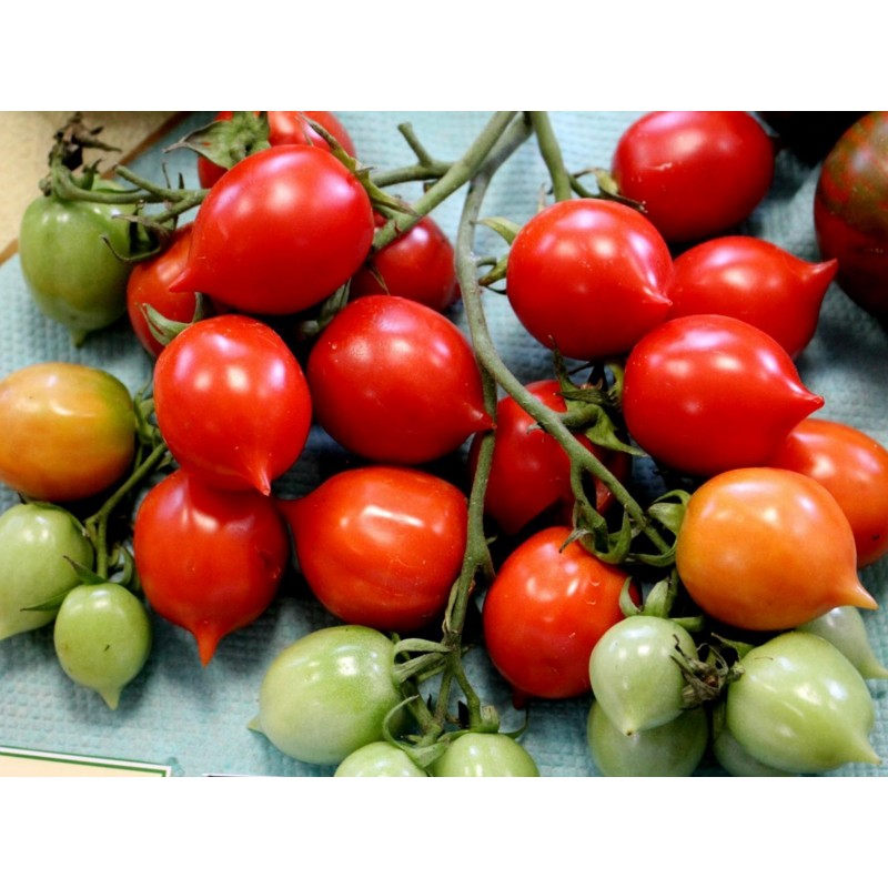 Price: €1.85 - Ντομάτα σπόρος GERANIUM KISS - Seeds Gallery