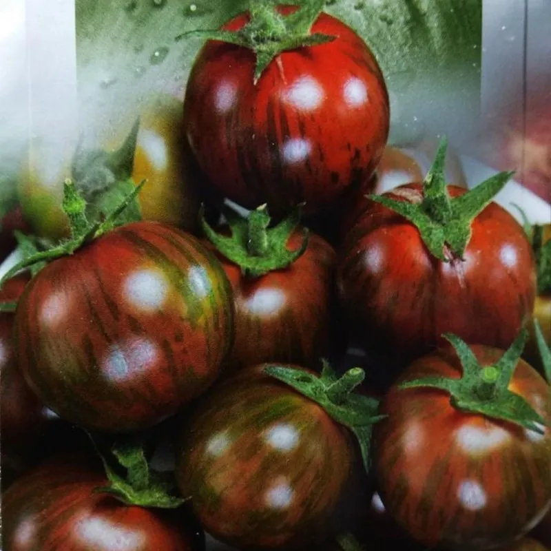 Sementes de tomate Black Vernissage