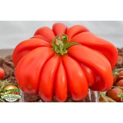 Pink Accordion Tomato Seeds Seeds Gallery - 5