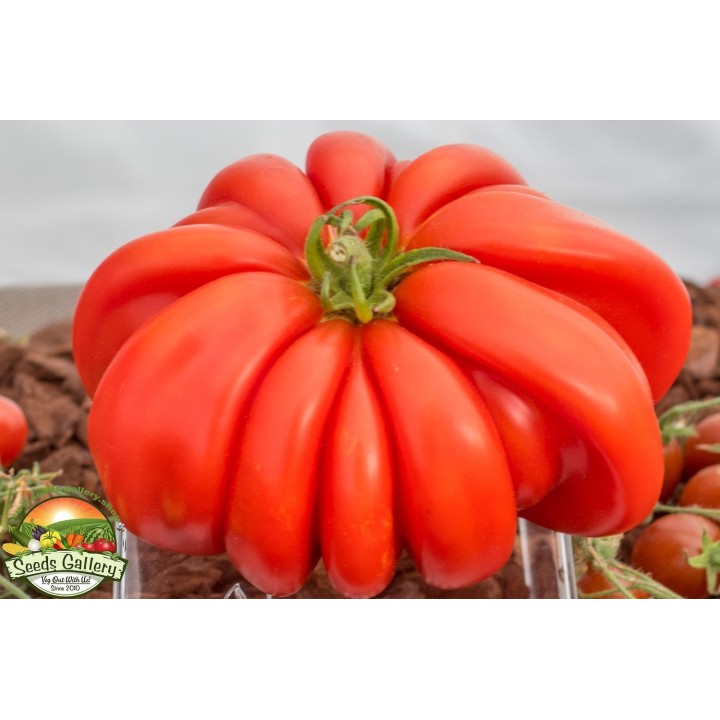 Pink Accordion Tomato Seeds - 228.714671