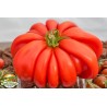 Price: €1.95 - Semillas de tomate Pink Accordion - Seeds Gallery