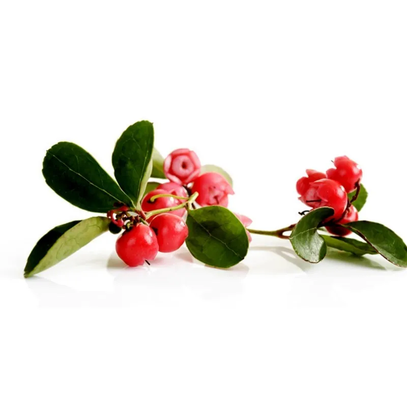 Graines de Thé du Labrador (Gaultheria procumbens)