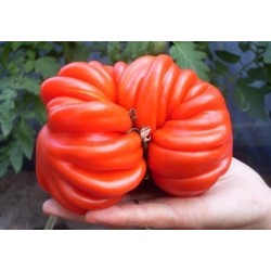 Pink Accordion Tomato Seeds Seeds Gallery - 7