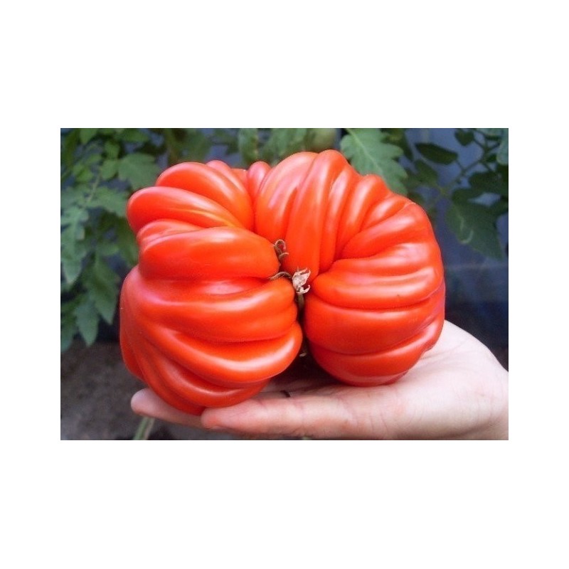 Price: €1.95 - Semillas de tomate Pink Accordion - Seeds Gallery