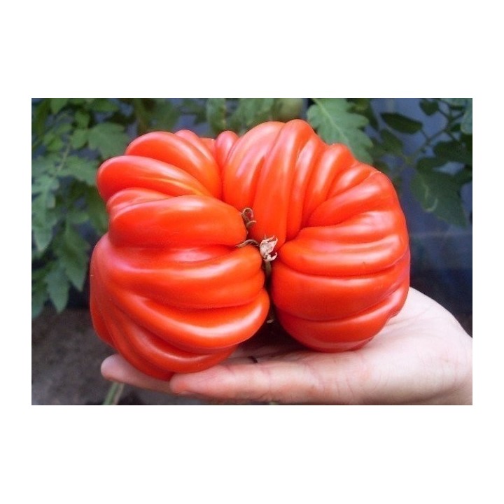 Pink Accordion Tomato Seeds - 228.714671