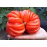 Price: €1.95 - Semi di Pomodoro Pink Accordion - Seeds Gallery