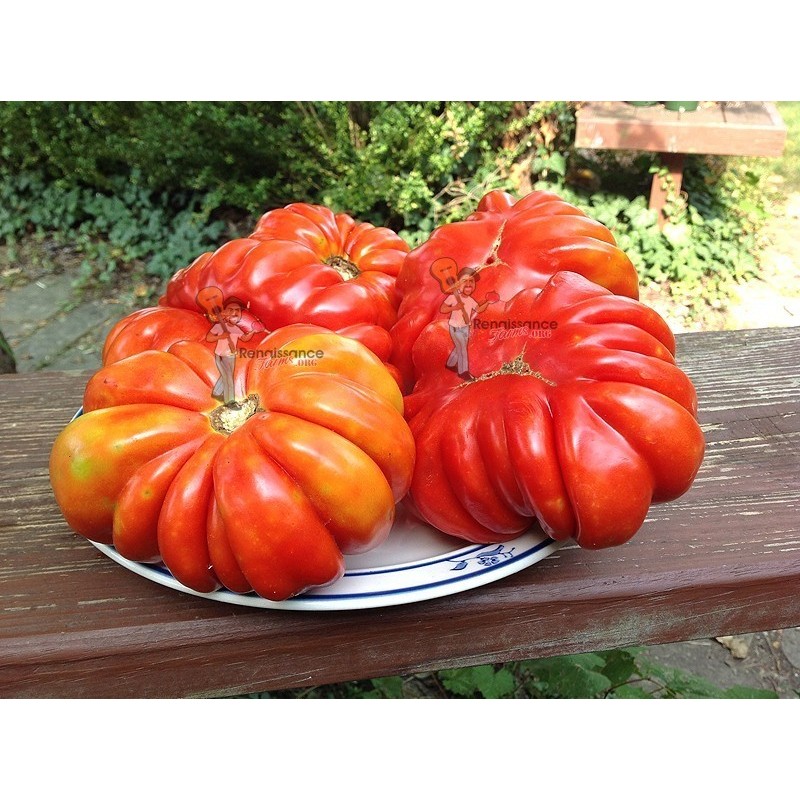 Price: €1.95 - Semi di Pomodoro Pink Accordion - Seeds Gallery