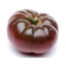 Cherokee Purple Tomate Samen Seeds Gallery - 4