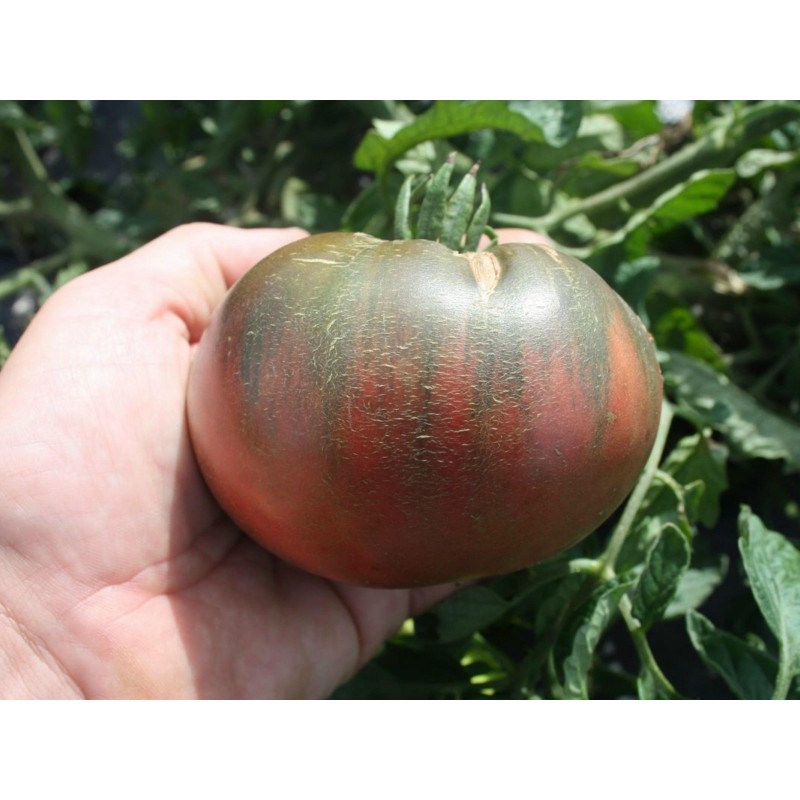 Price: €1.85 - Purple Cherokee Paradajz Seme - Seeds Gallery