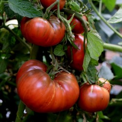 Sementes Tomate Cherokee roxo Seeds Gallery - 3