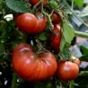 Cherokee Purple Tomato Seeds