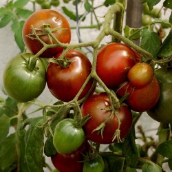Semillas de tomate Príncipe Negro - Black Prince  - 3