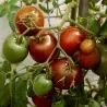 Graines de tomate ancienne noire "Black Prince"