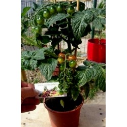CANDYTOM Cherry Tomato Seeds Seeds Gallery - 1