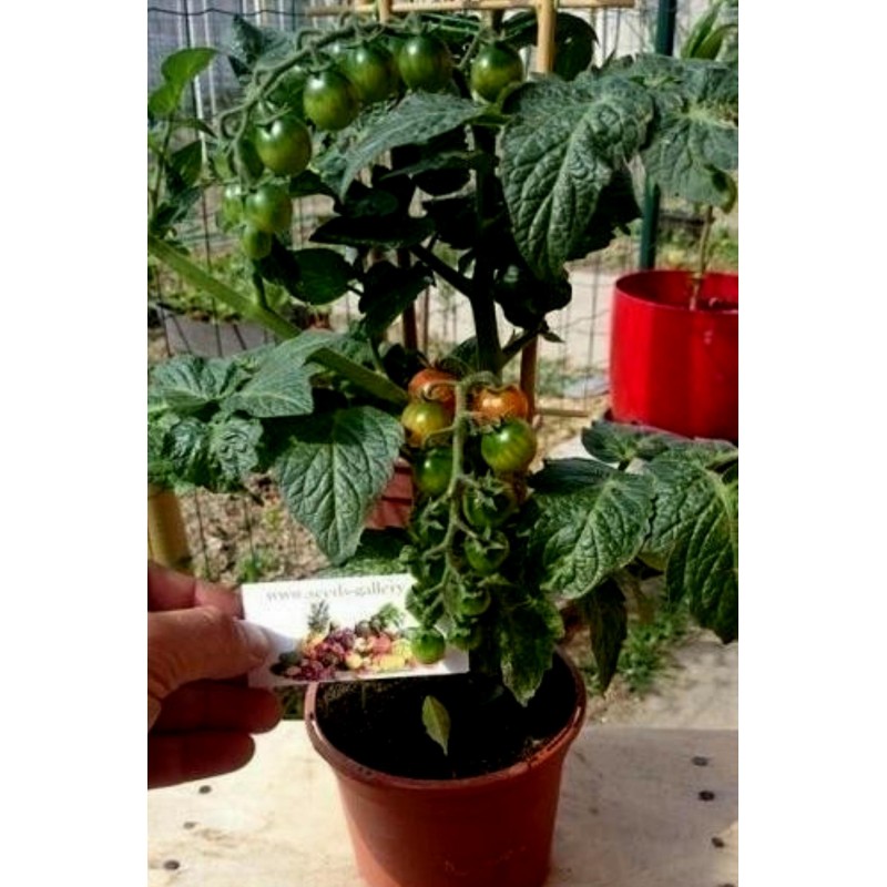 Price: €1.95 - Tomatfrön CANDYTOM - 