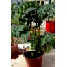 Price: €1.95 - Semillas de tomate CANDYTOM - 